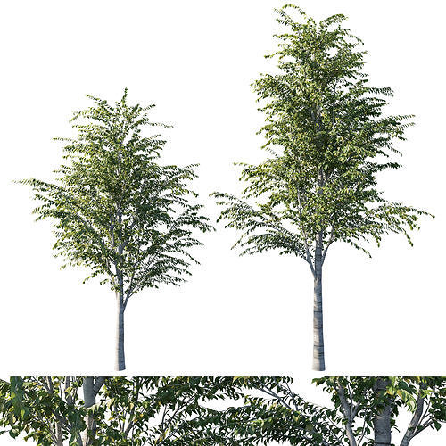 Betula utilis tree 02 3D model