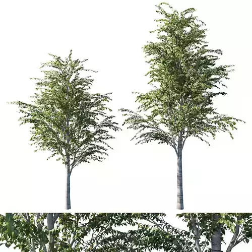 Betula utilis tree 02