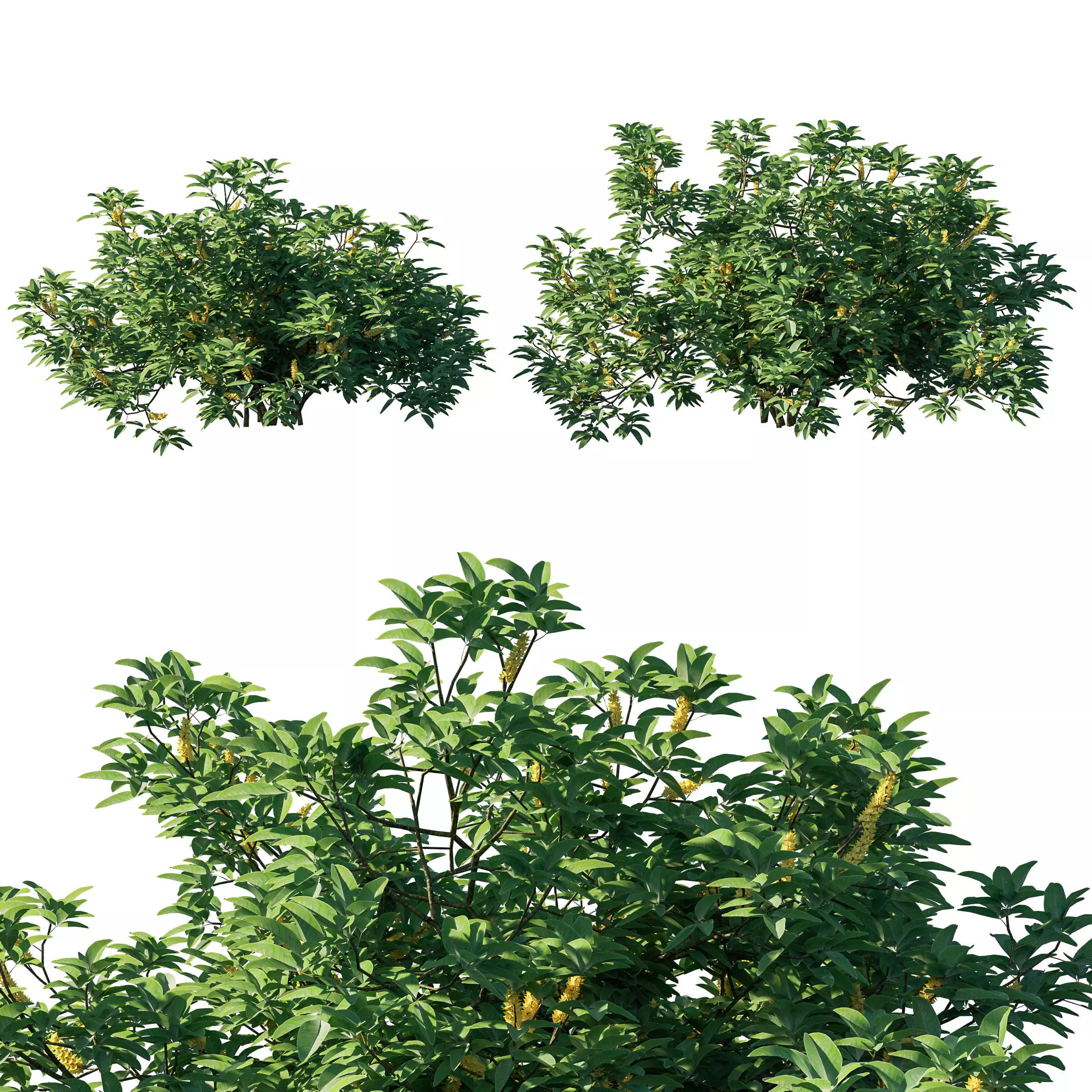 Argyrocytisus battandieri bush 01 3D model