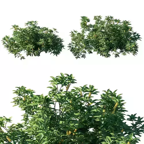 Argyrocytisus battandieri bush 01 3D model