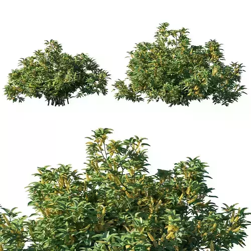 Argyrocytisus battandieri bush 02 3D model