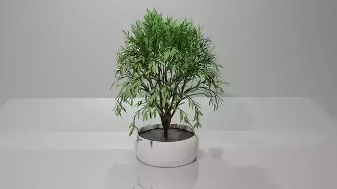 Modern stylish Plant to room