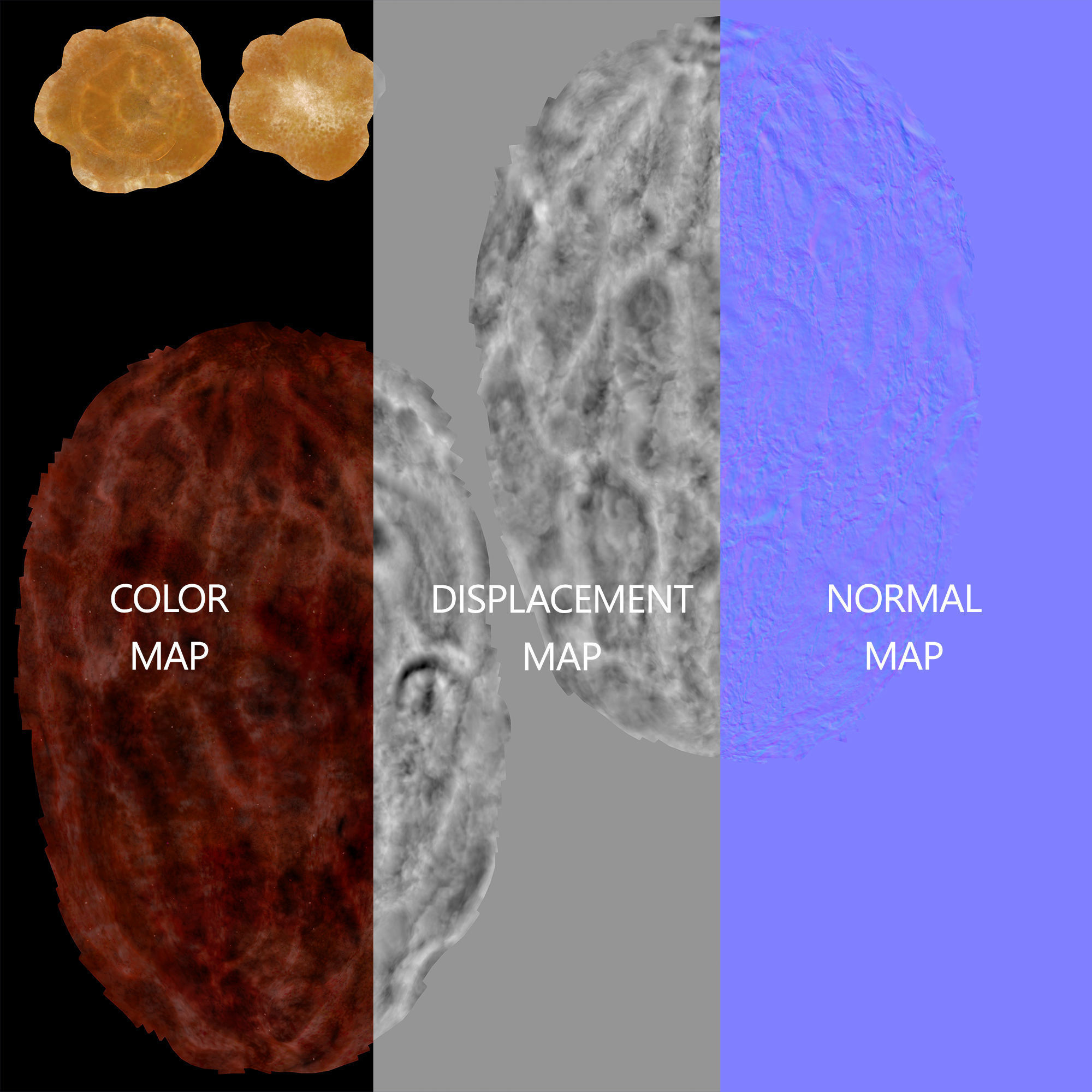 Dried Date 3D model_9