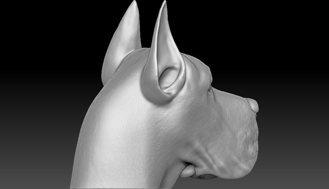 Great Dane head for 3D printing 3D print model_8