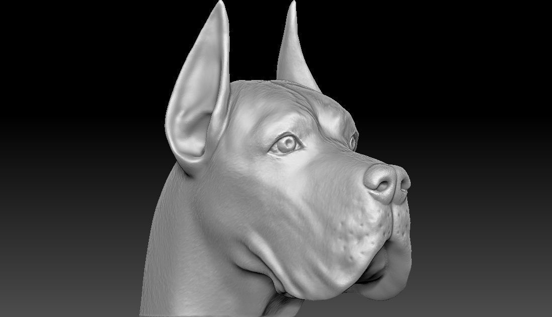 Great Dane head for 3D printing 3D print model_6