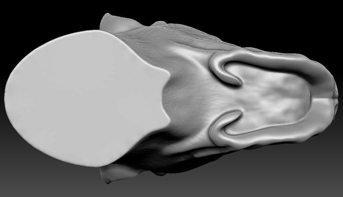 Great Dane head for 3D printing 3D print model_24