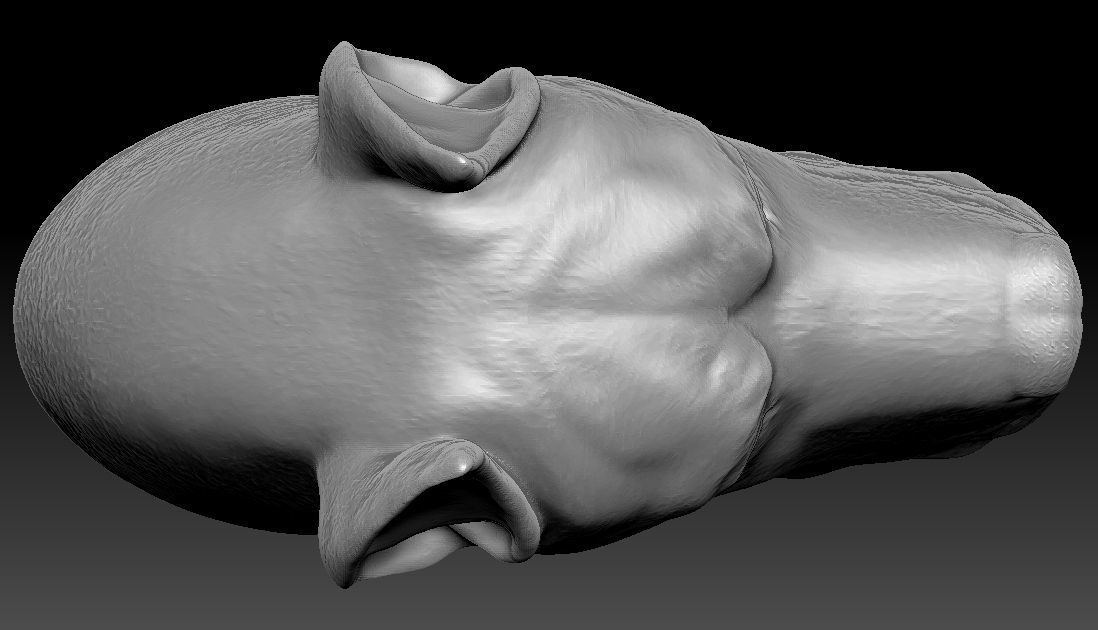 Great Dane head for 3D printing 3D print model_18