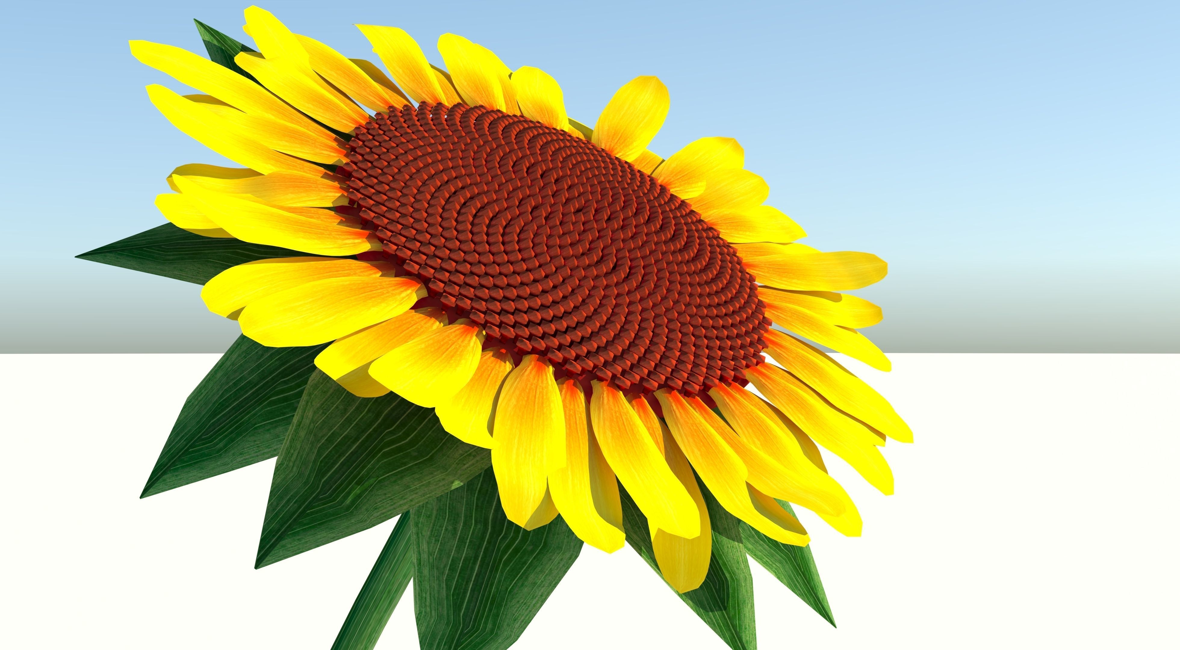 Sunflower Low-poly 3D model_4