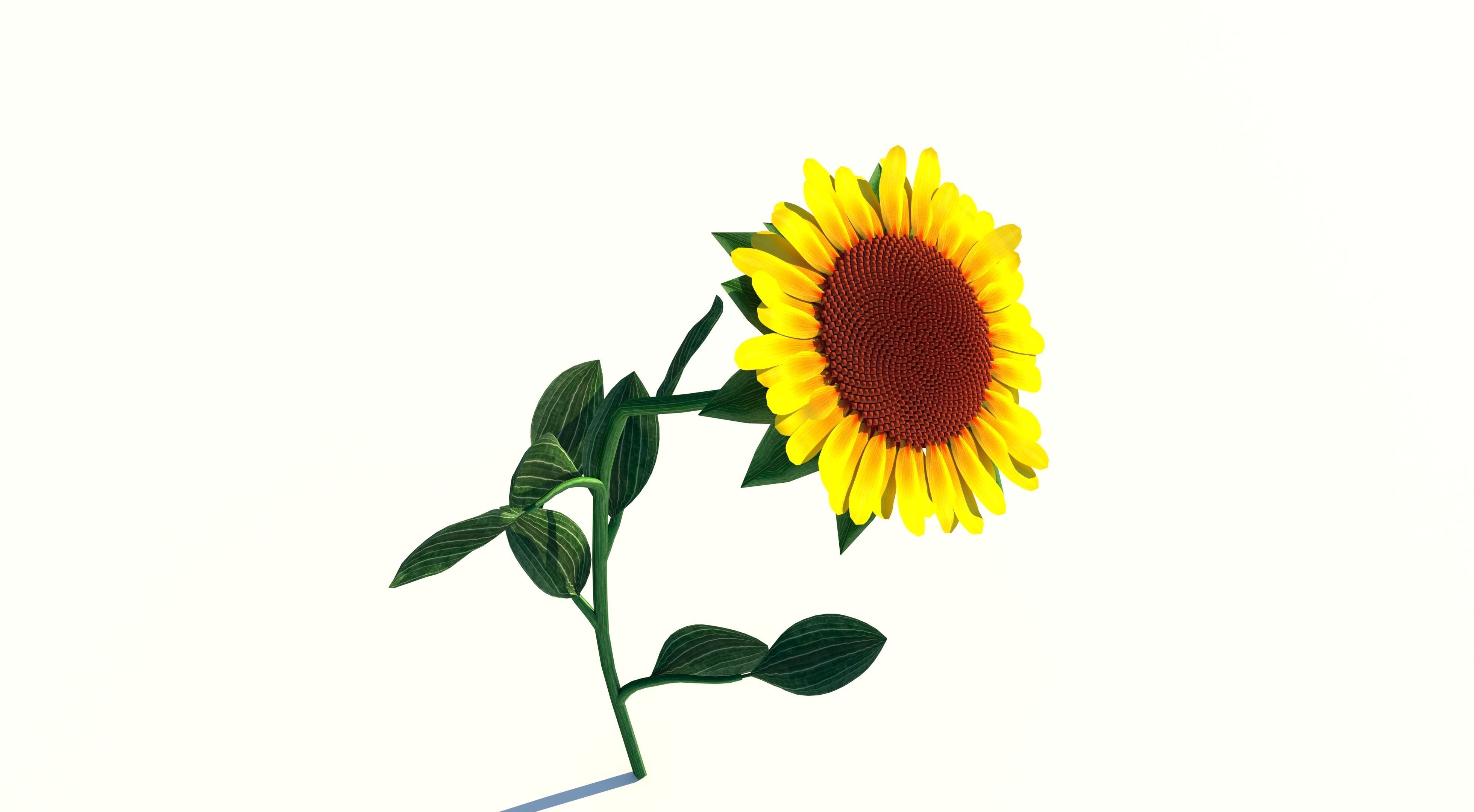 Sunflower Low-poly 3D model_2