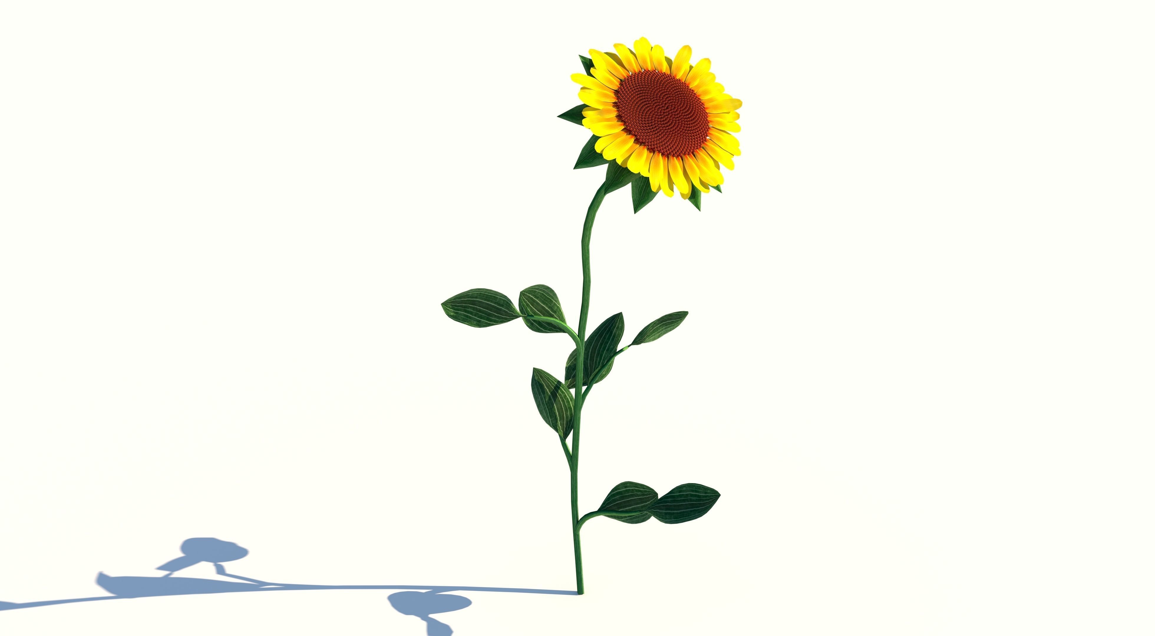 Sunflower Low-poly 3D model_1