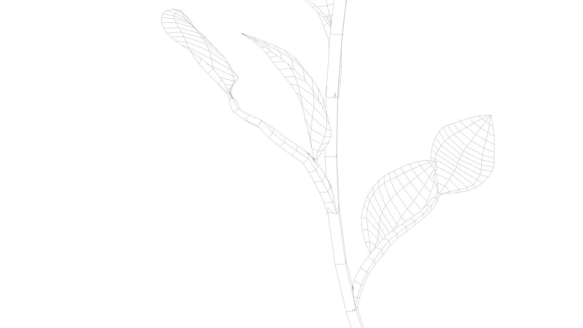 Sunflower Low-poly 3D model_10