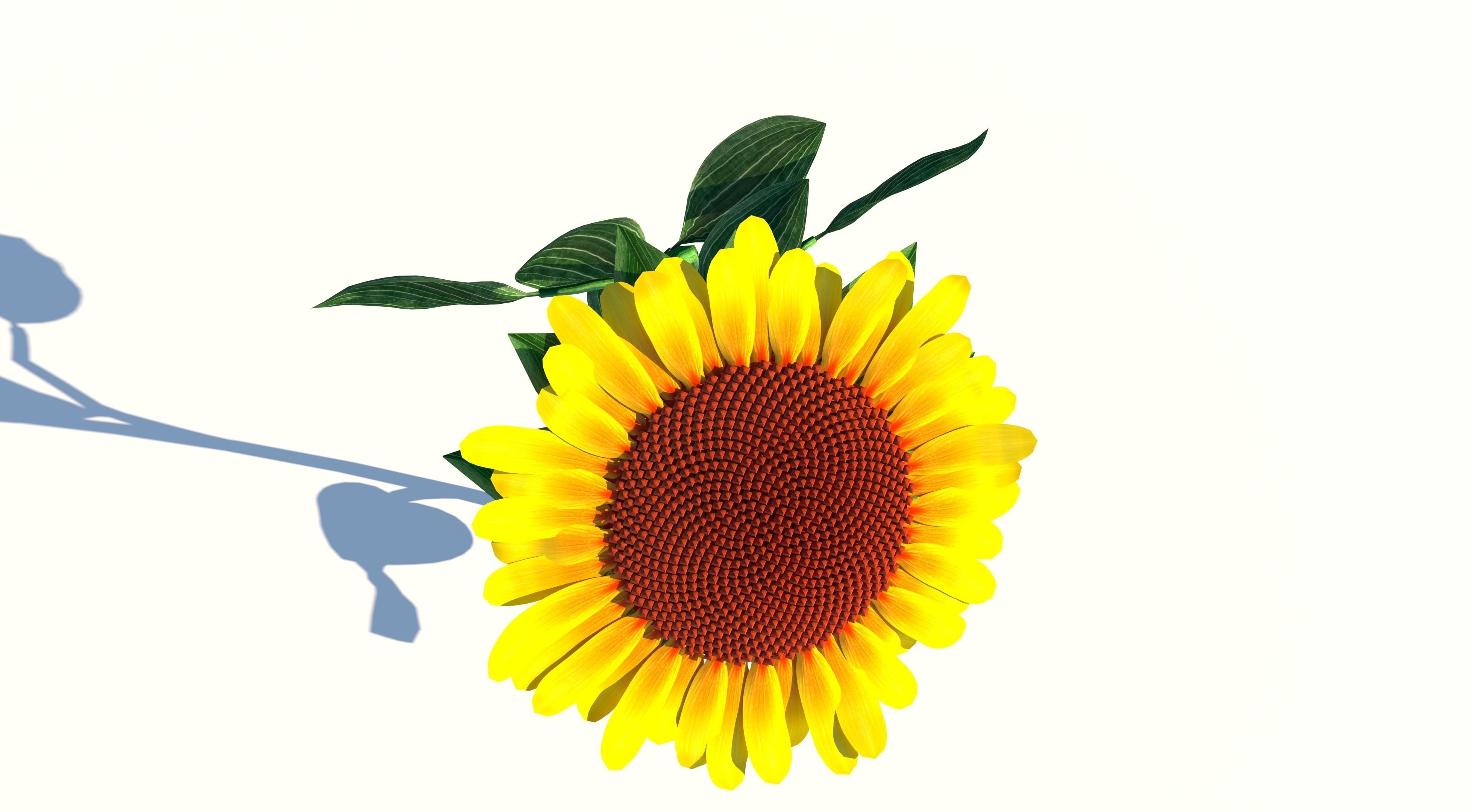 Sunflower Low-poly 3D model_5