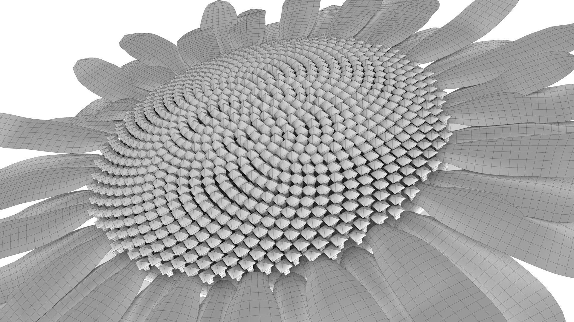 Sunflower Low-poly 3D model_12