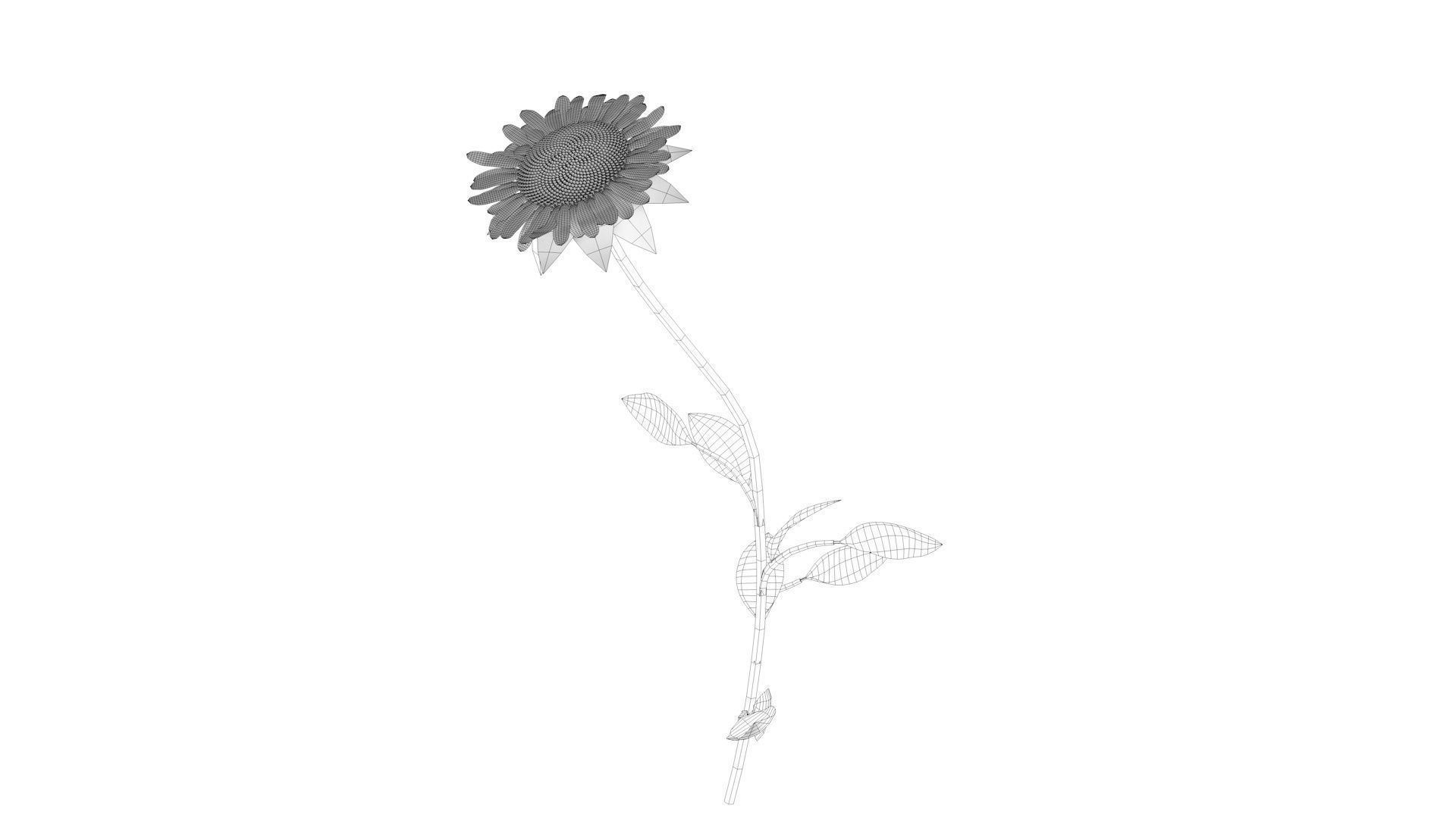 Sunflower Low-poly 3D model_7