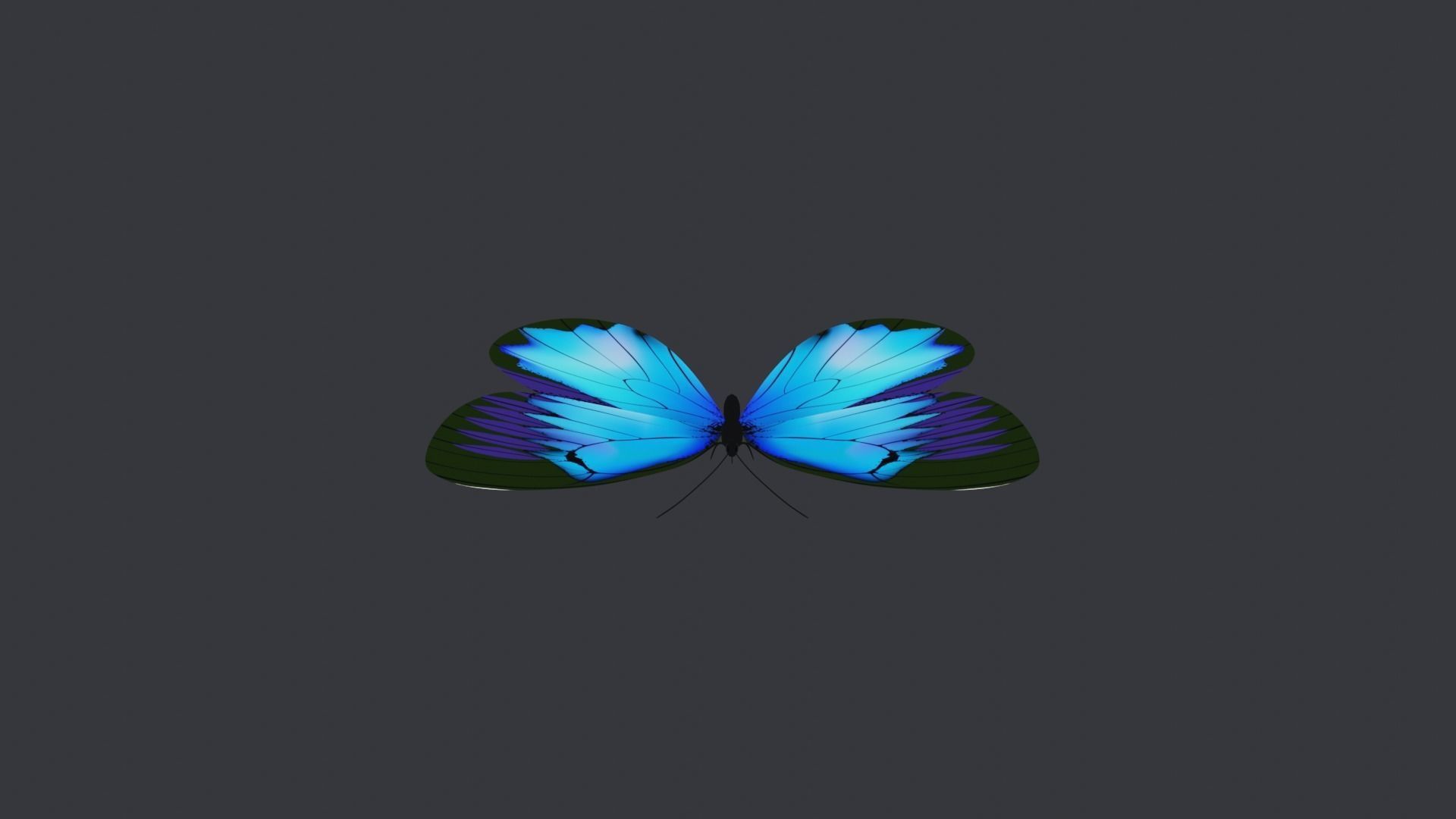Blue Butterfly Free low-poly 3D model_3