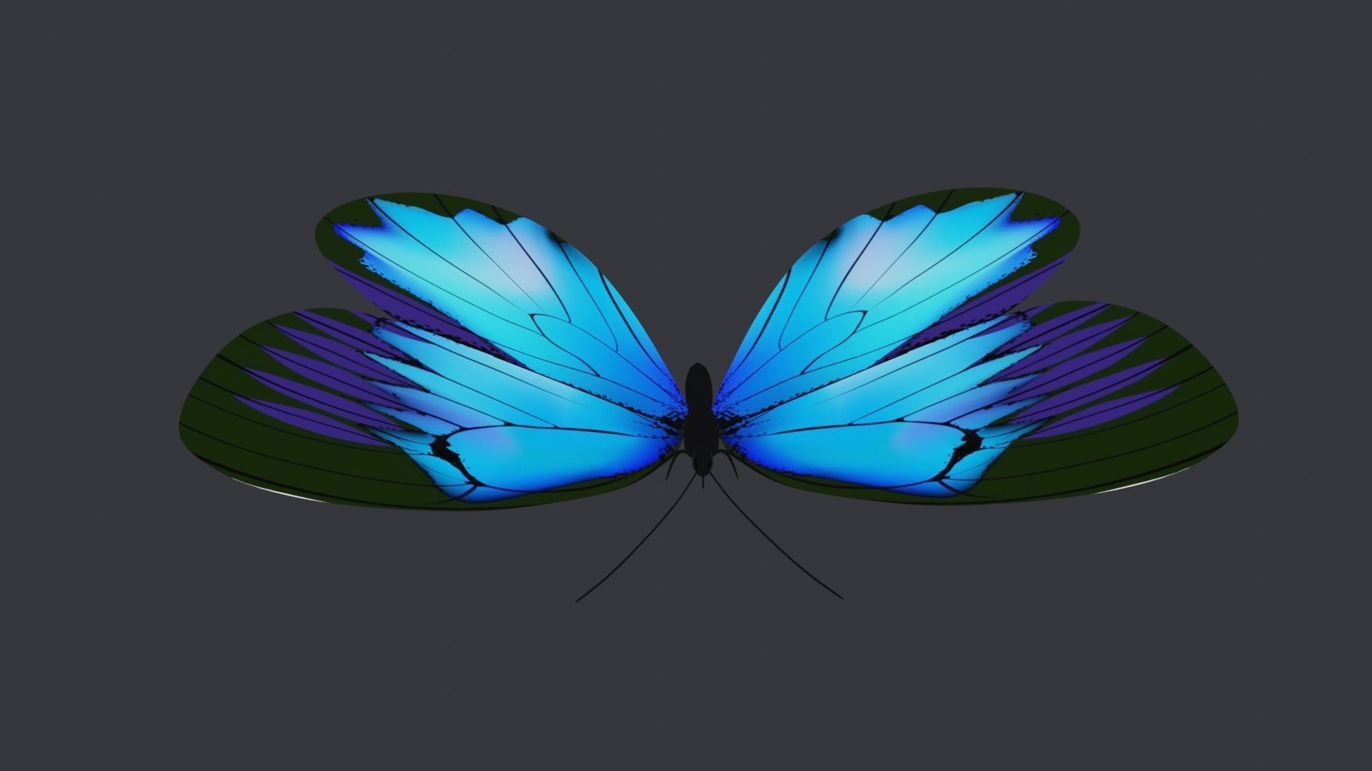 Blue Butterfly Free low-poly 3D model_6