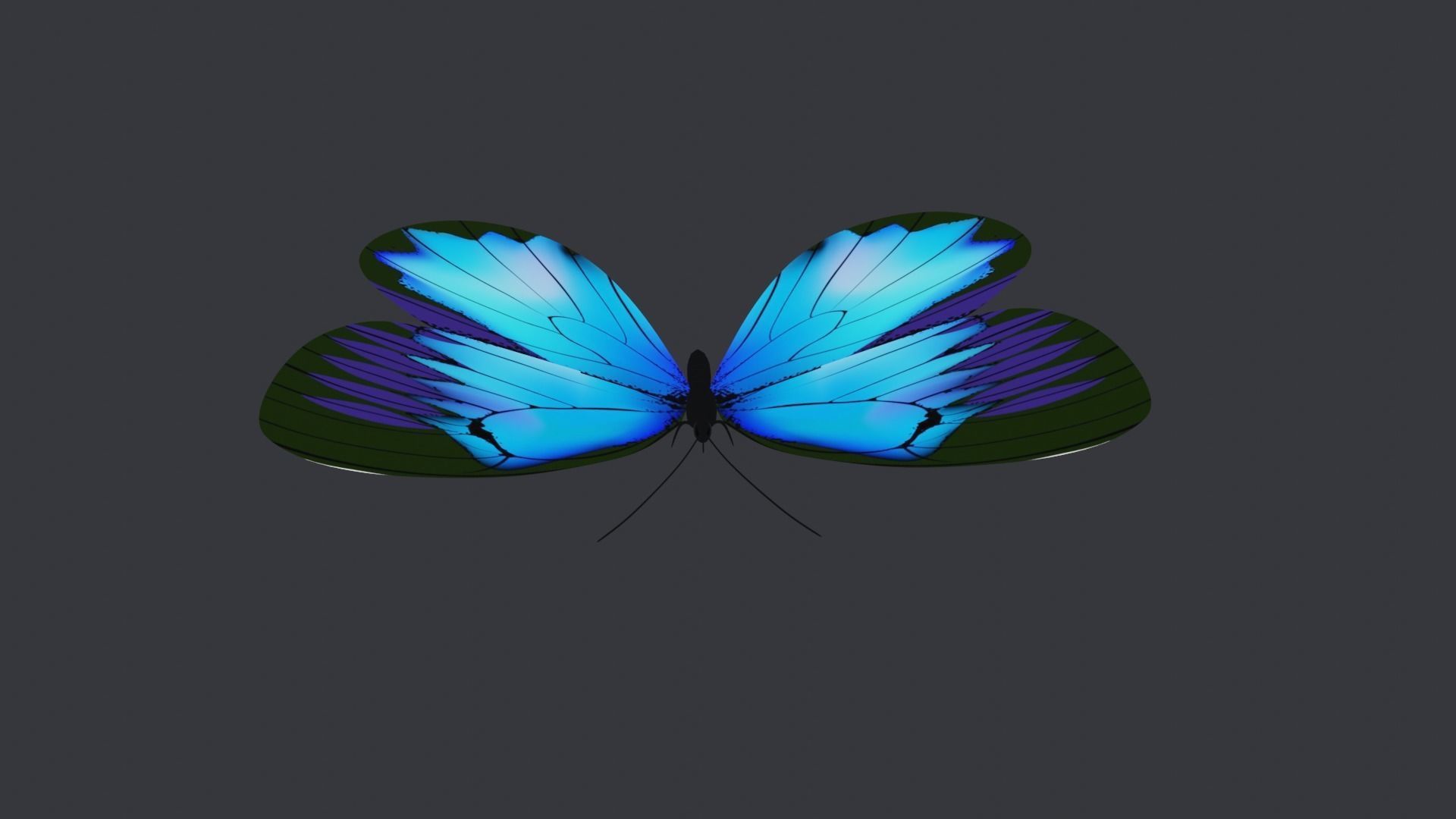Blue Butterfly Free low-poly 3D model_5