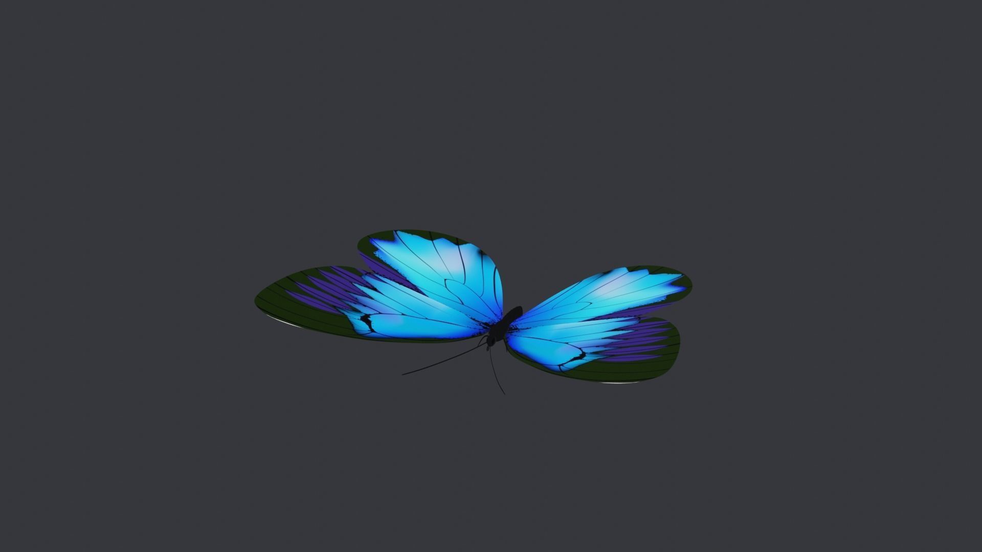Blue Butterfly Free low-poly 3D model_4