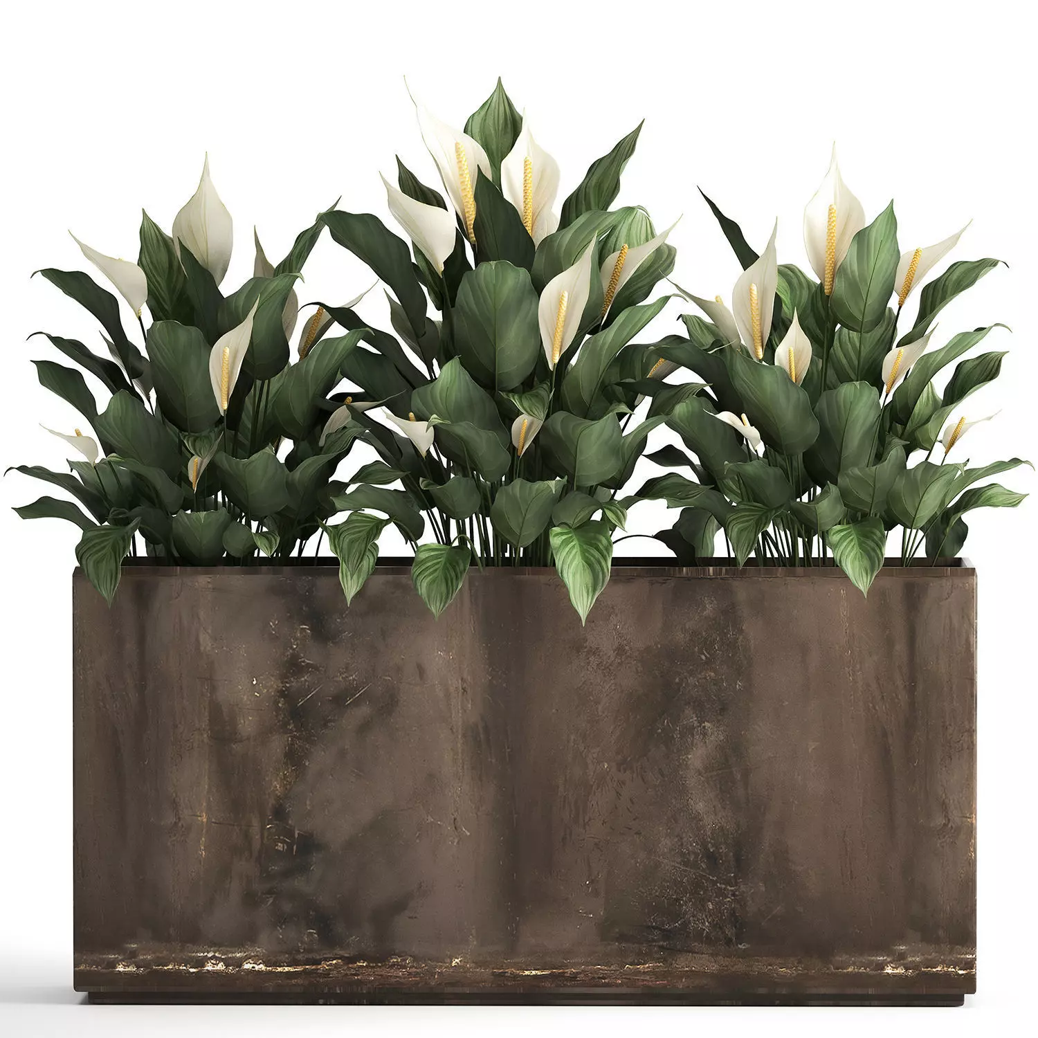 Spathiphyllum in a flowerpot for the interior 943 3D model