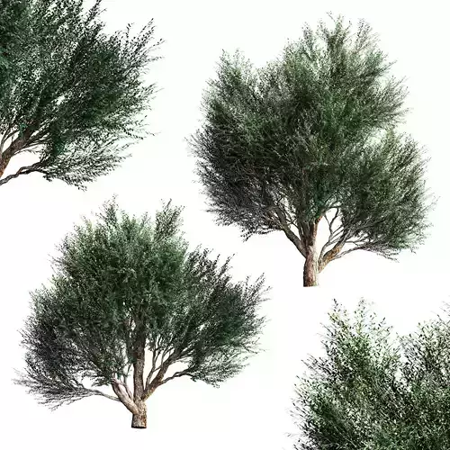 Mature olive trees - 2 models 3D model