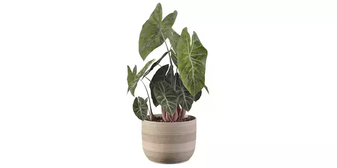 Alocasia pink dragon in the wooden pot