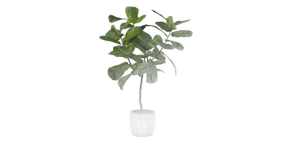 Ficus lyrata in terrazio pot 3D model_20