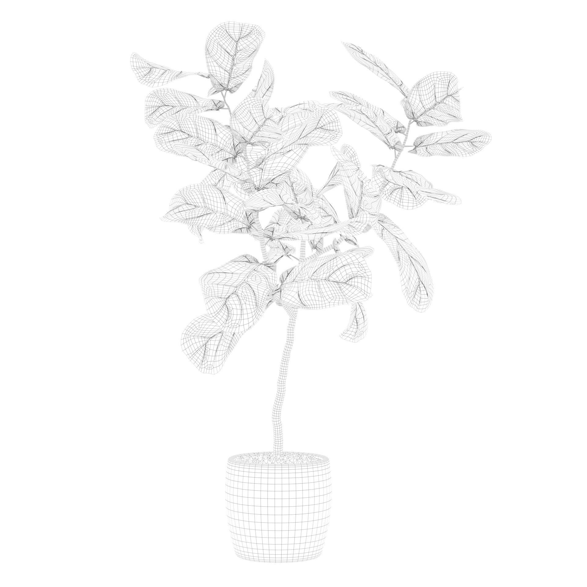 Ficus lyrata in terrazio pot 3D model_25