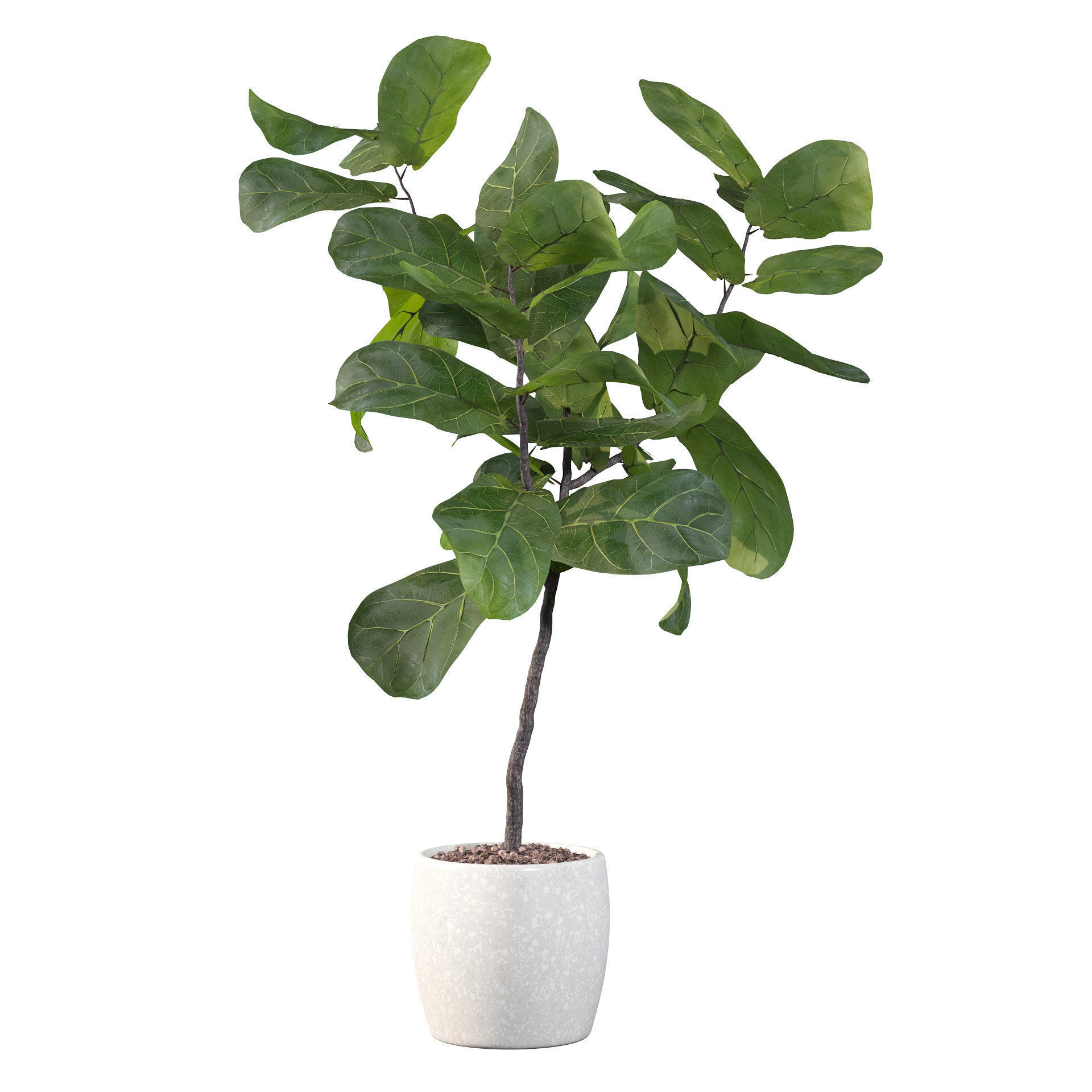 Ficus lyrata in terrazio pot 3D model_15
