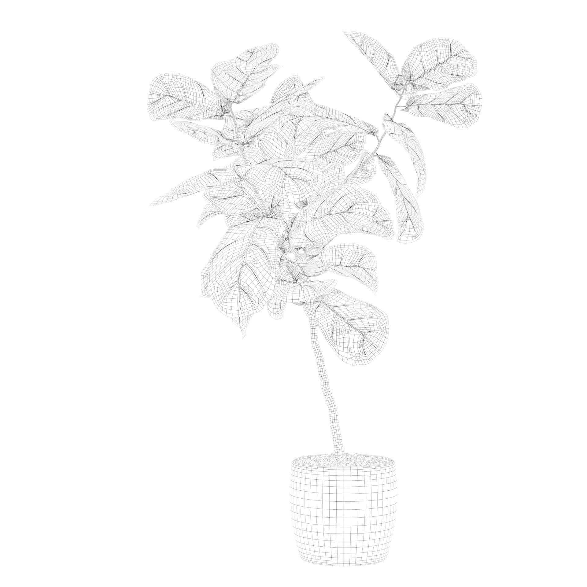 Ficus lyrata in terrazio pot 3D model_63