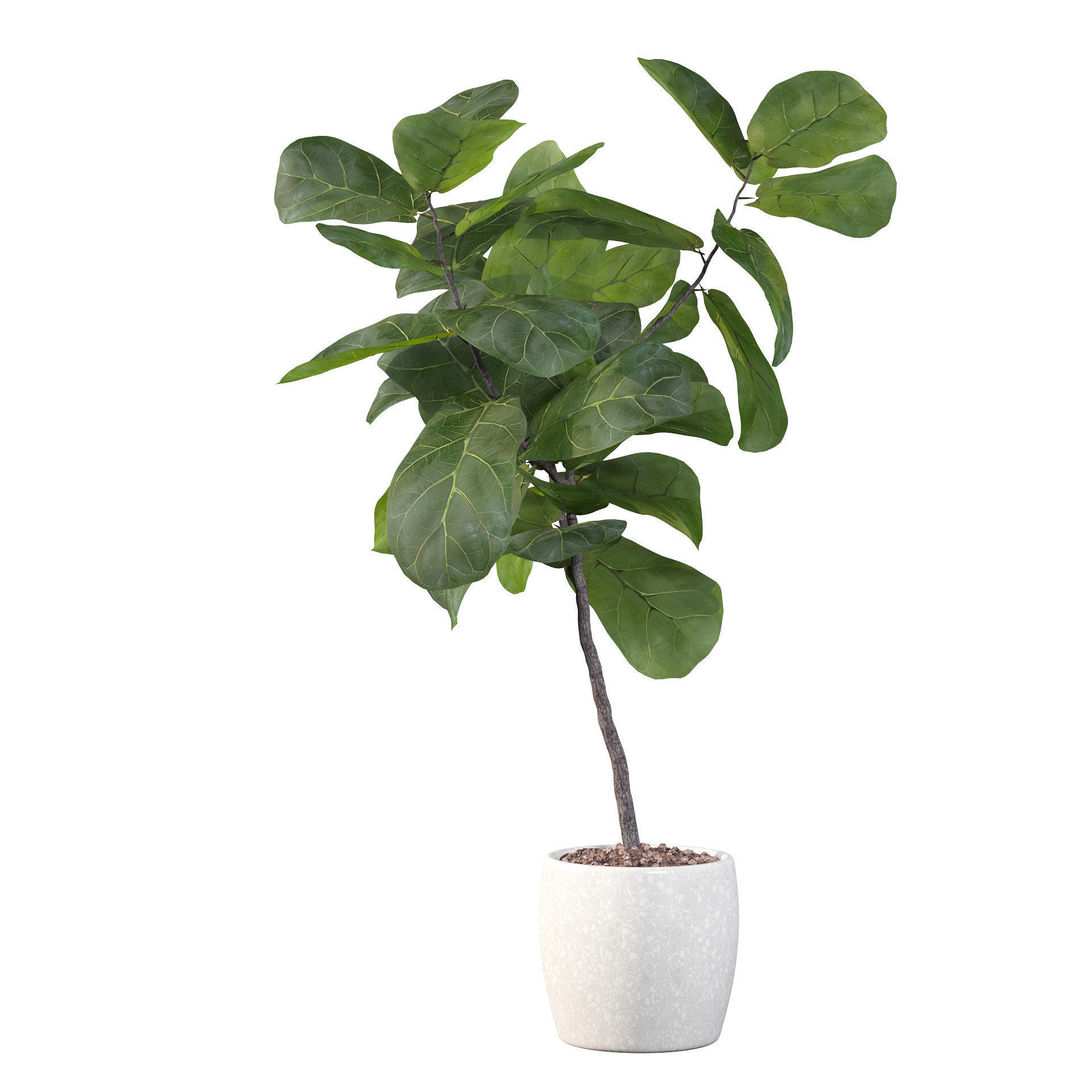 Ficus lyrata in terrazio pot 3D model_38