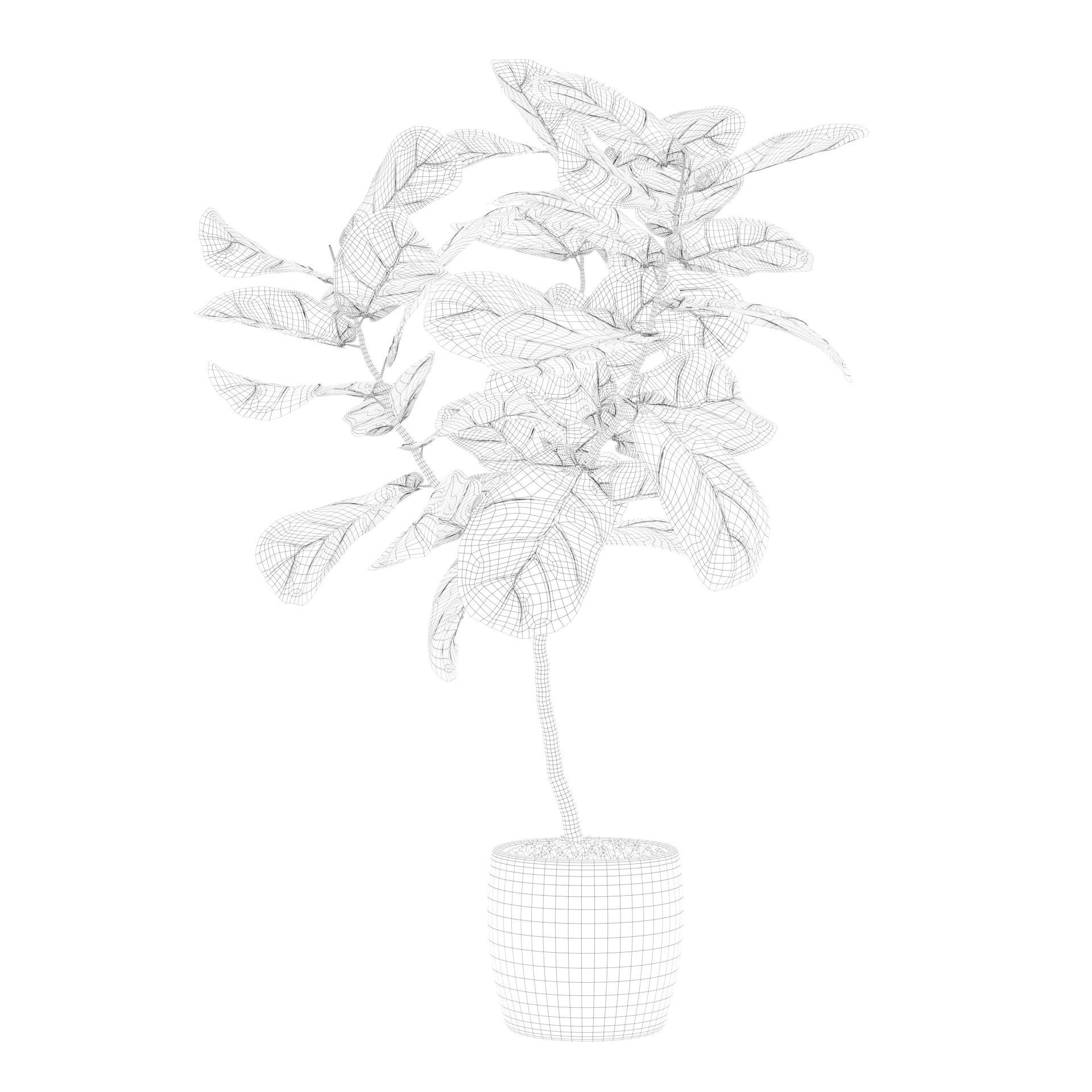 Ficus lyrata in terrazio pot 3D model_68