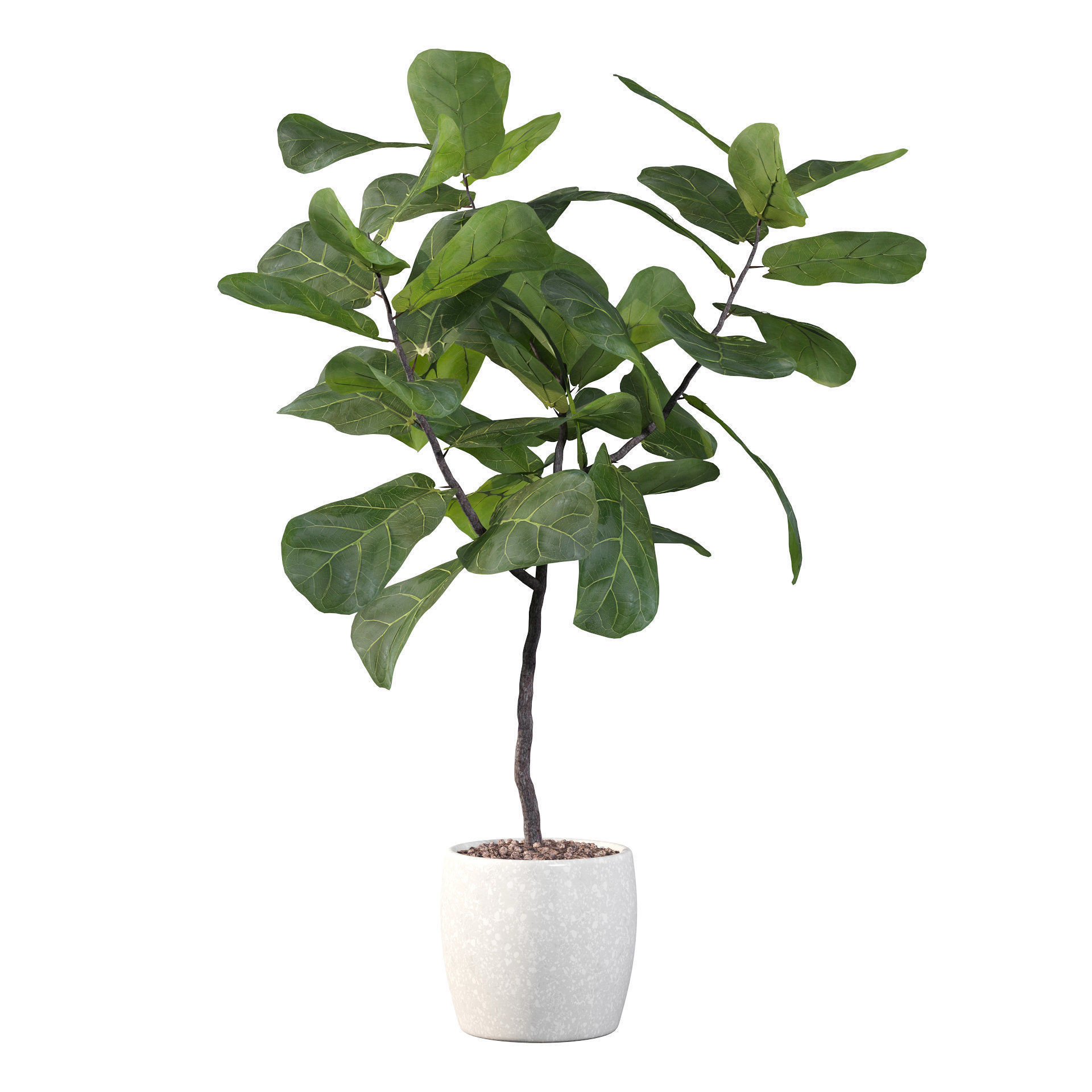Ficus lyrata in terrazio pot 3D model_17