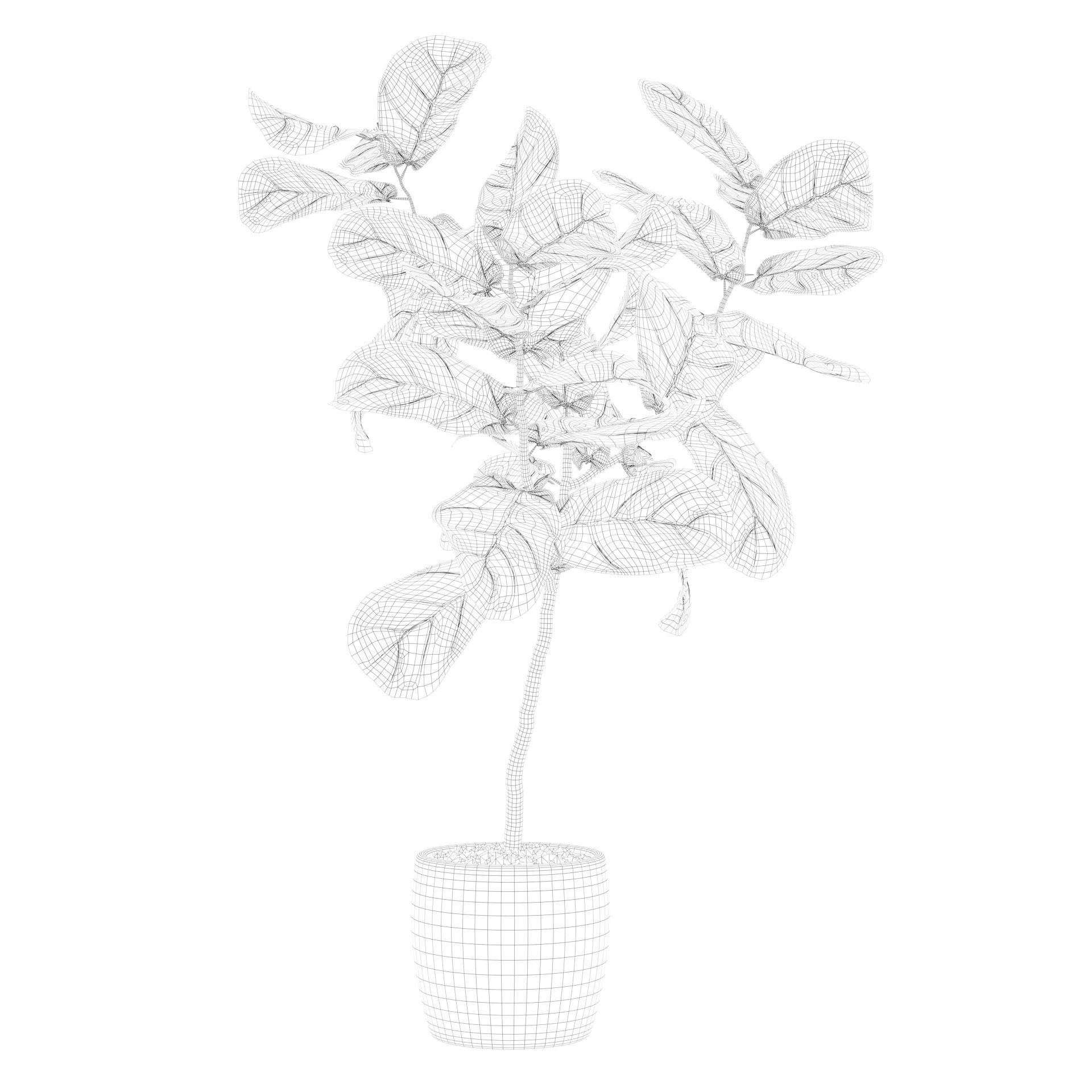 Ficus lyrata in terrazio pot 3D model_24