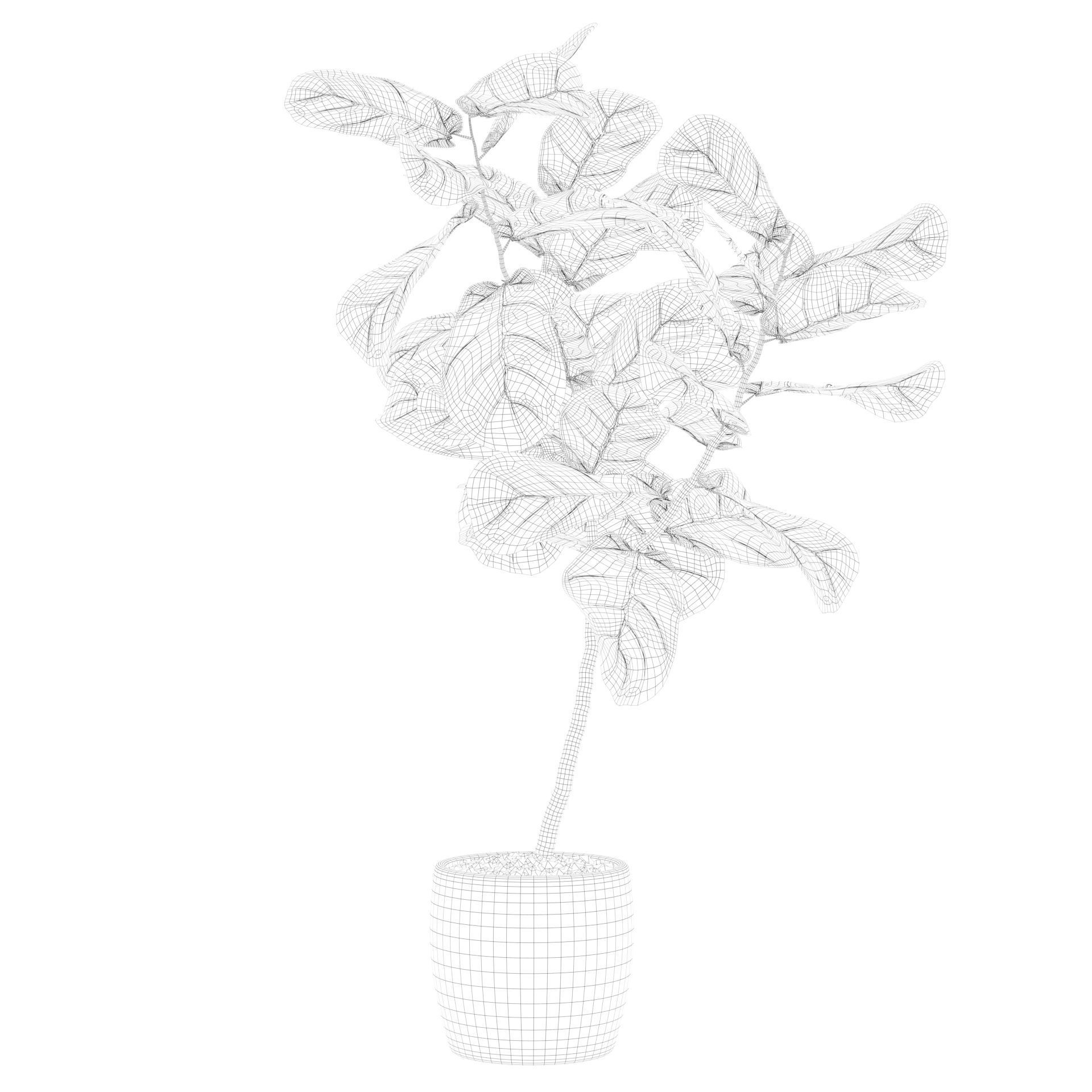 Ficus lyrata in terrazio pot 3D model_75