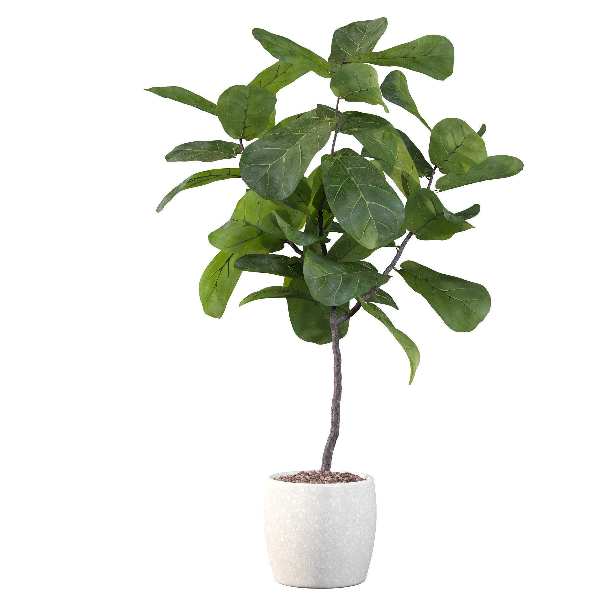 Ficus lyrata in terrazio pot 3D model_12
