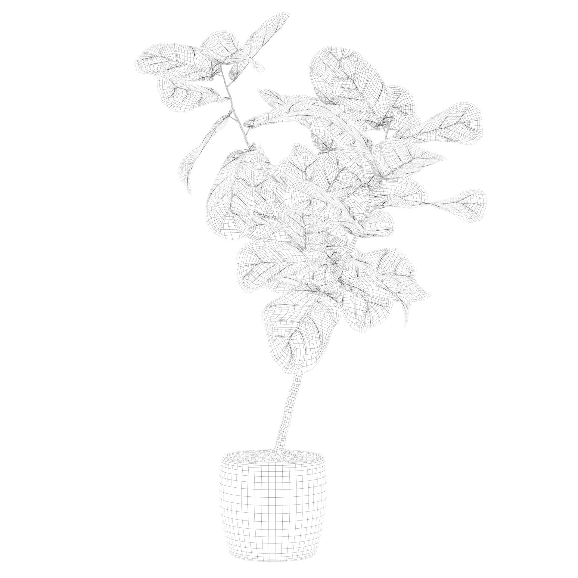 Ficus lyrata in terrazio pot 3D model_59