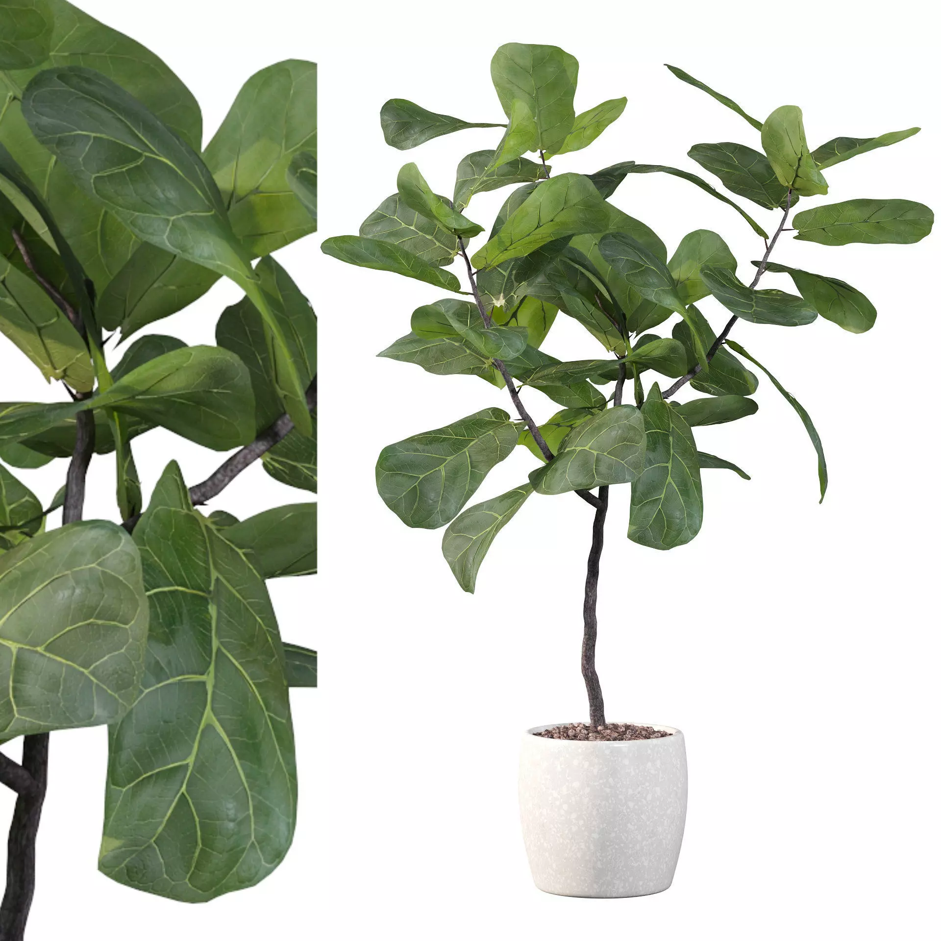 Ficus lyrata in terrazio pot 3D model_0