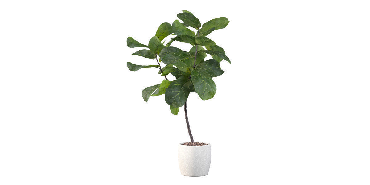 Ficus lyrata in terrazio pot 3D model_18