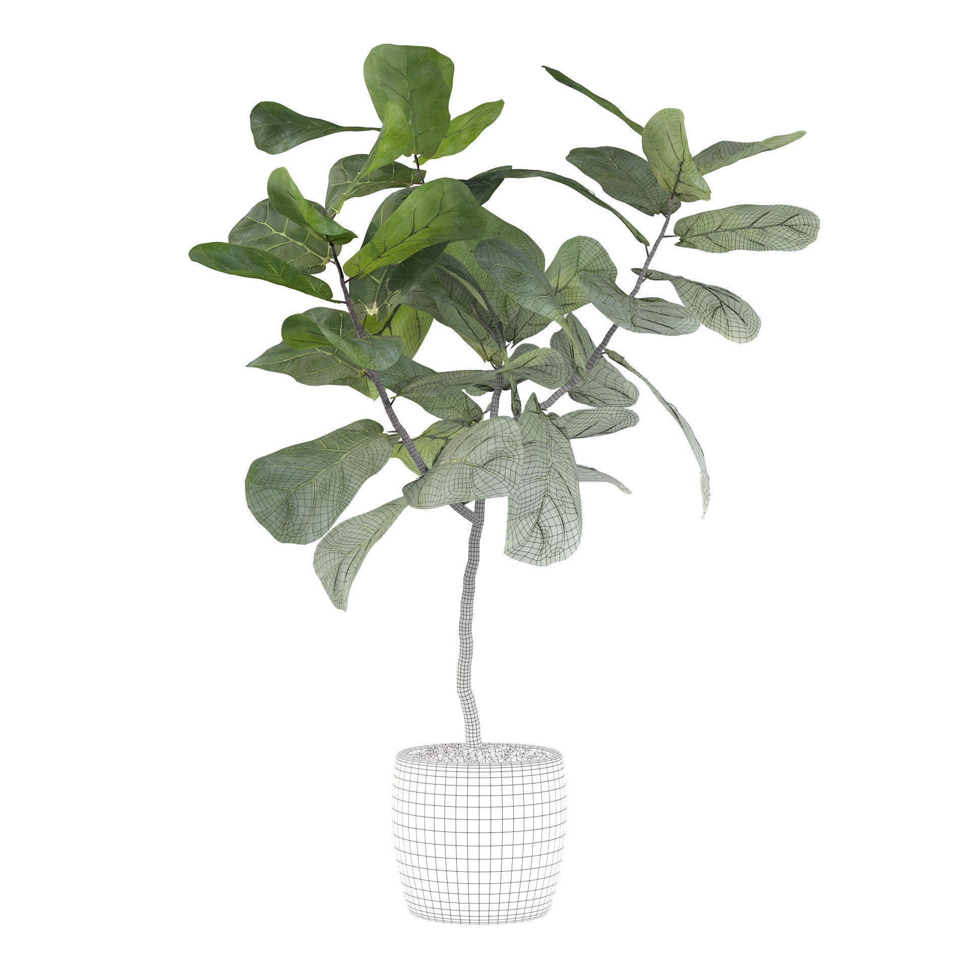 Ficus lyrata in terrazio pot 3D model_4