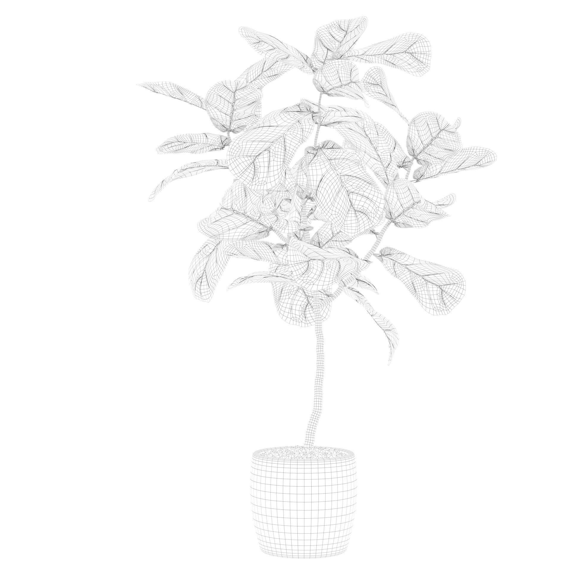 Ficus lyrata in terrazio pot 3D model_71