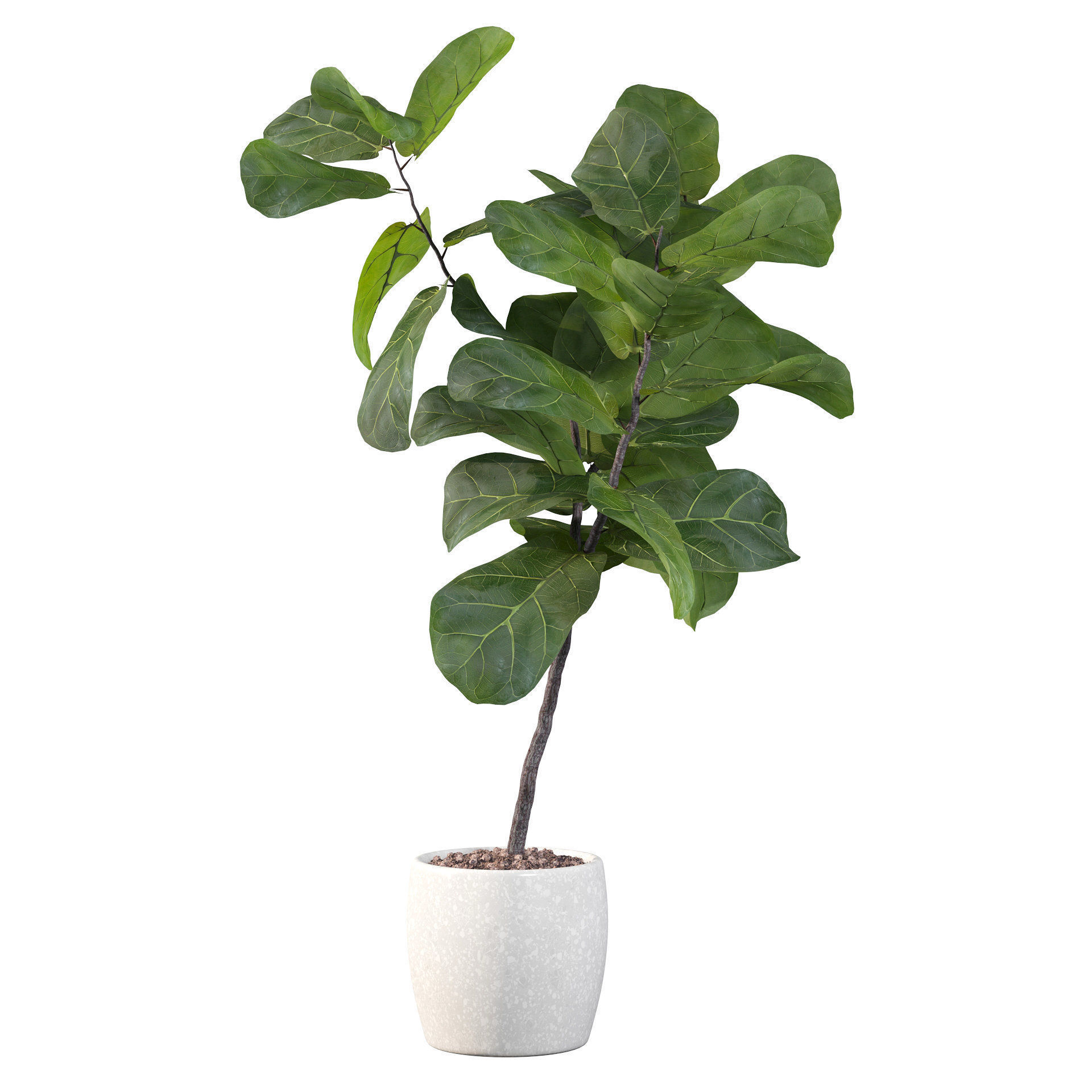 Ficus lyrata in terrazio pot 3D model_14