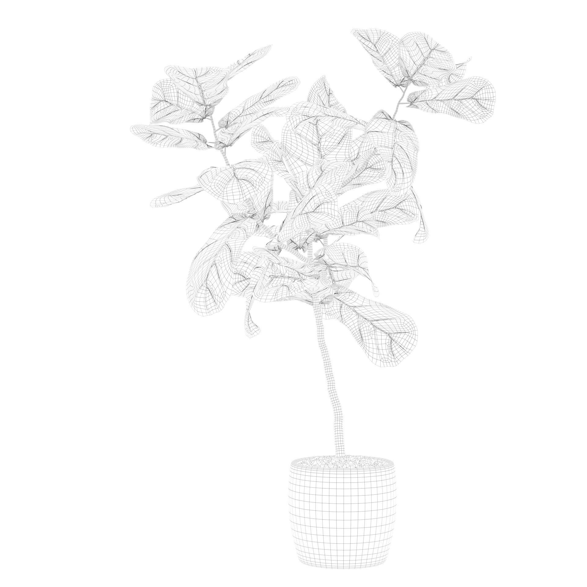 Ficus lyrata in terrazio pot 3D model_65