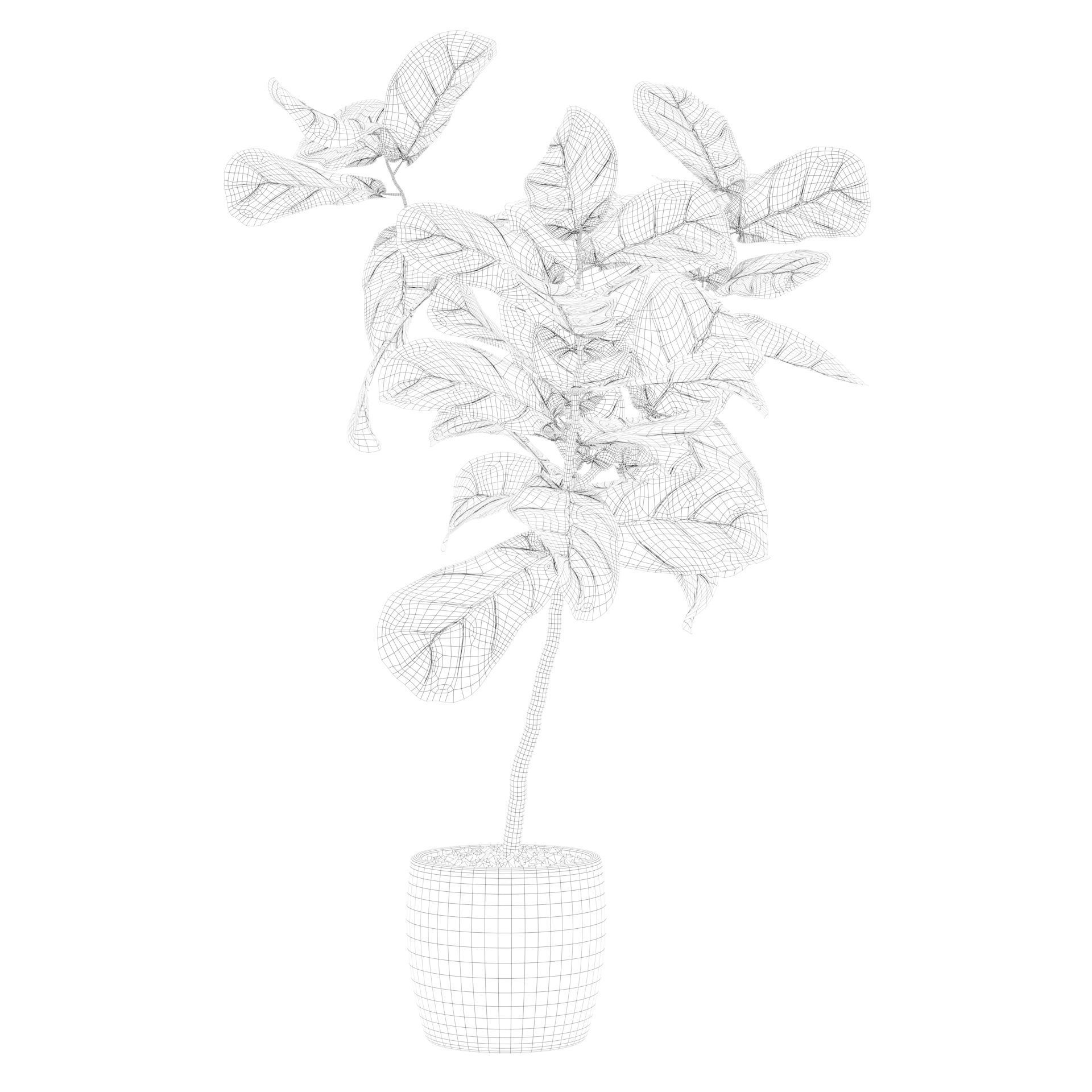 Ficus lyrata in terrazio pot 3D model_22