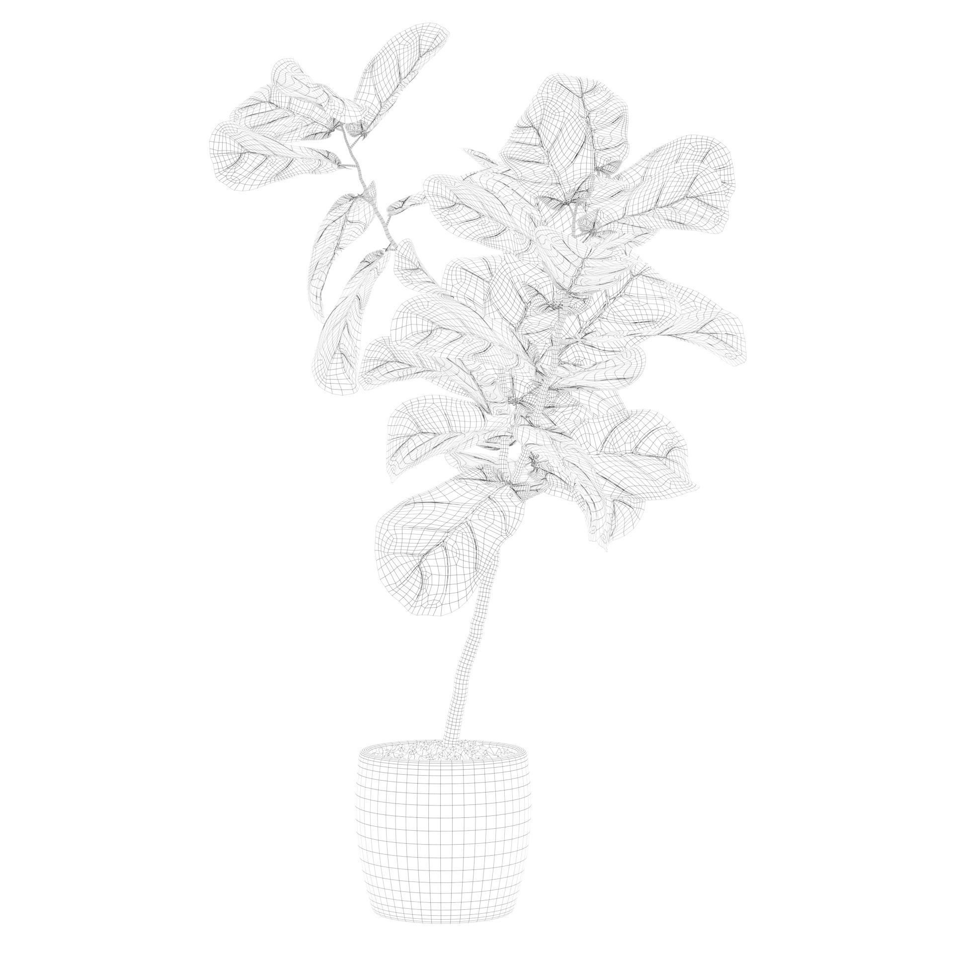 Ficus lyrata in terrazio pot 3D model_23
