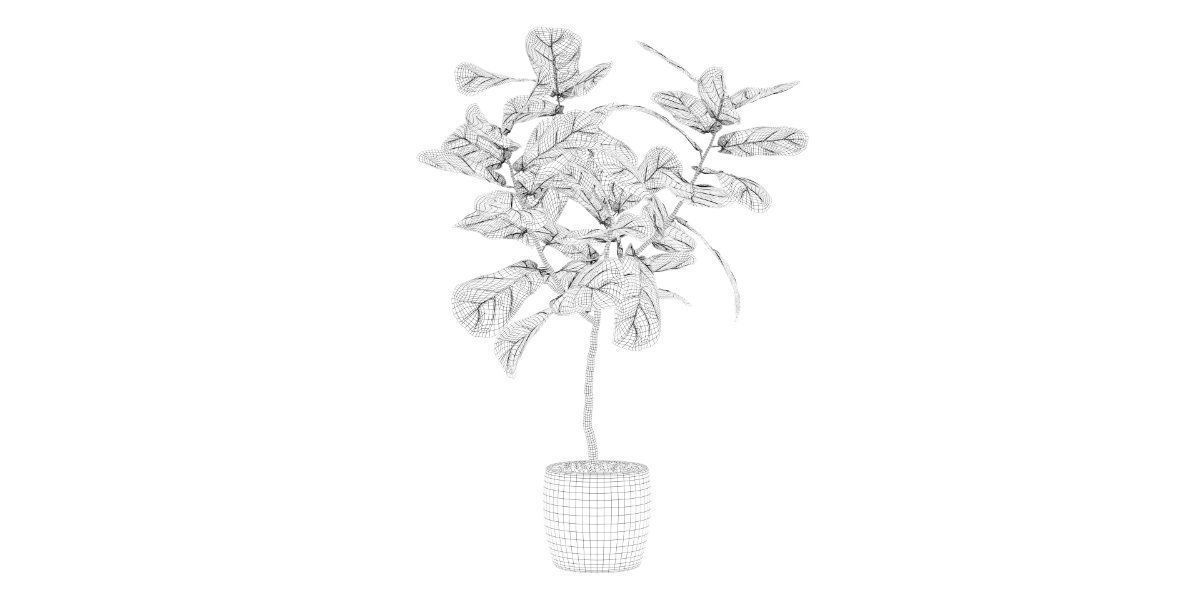 Ficus lyrata in terrazio pot 3D model_19