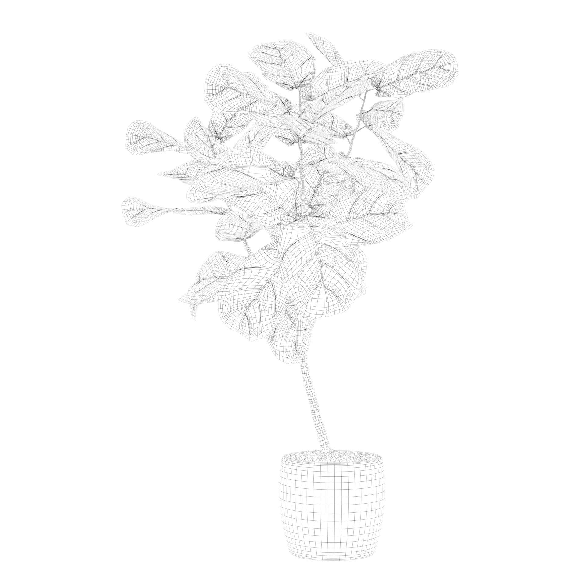 Ficus lyrata in terrazio pot 3D model_66