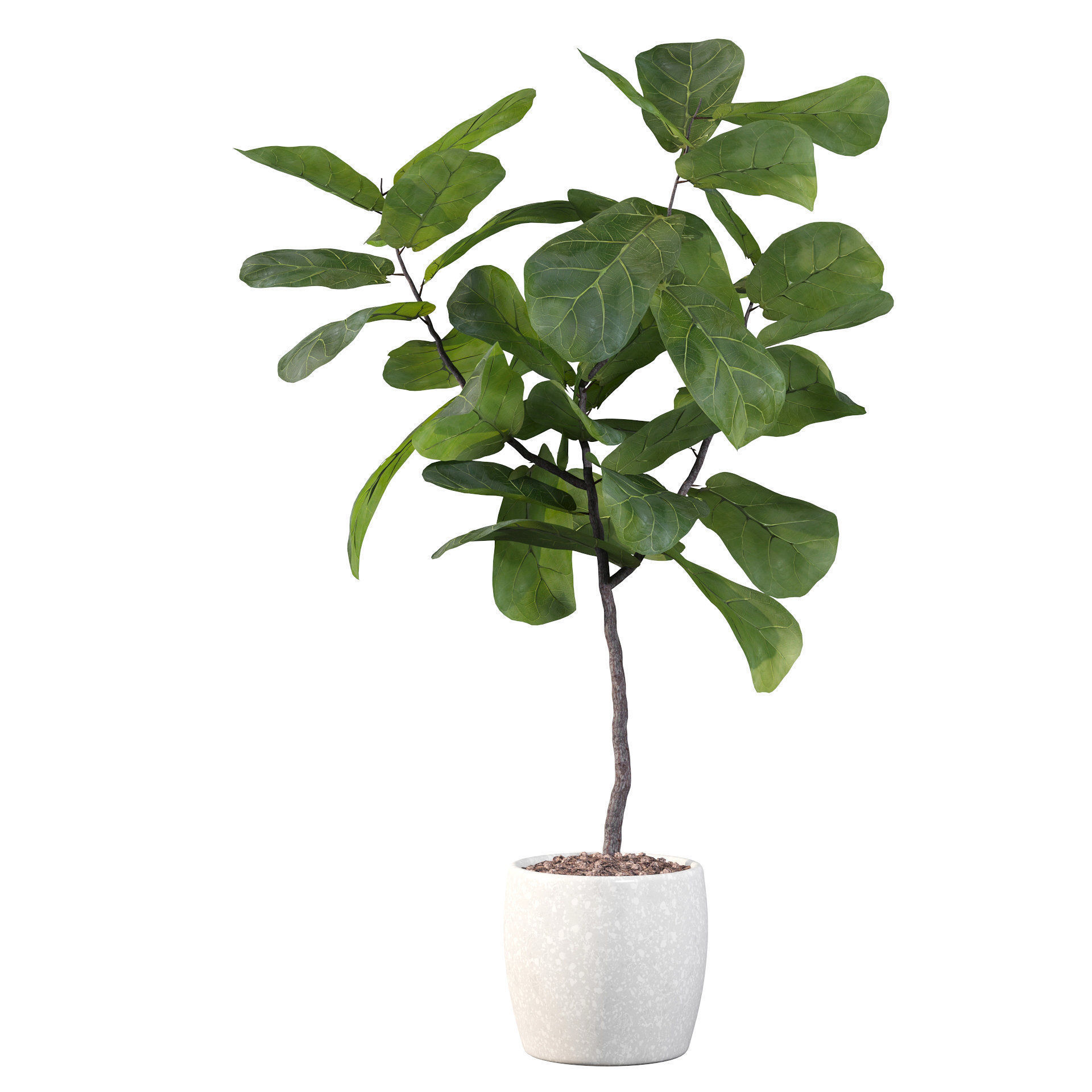 Ficus lyrata in terrazio pot 3D model_39