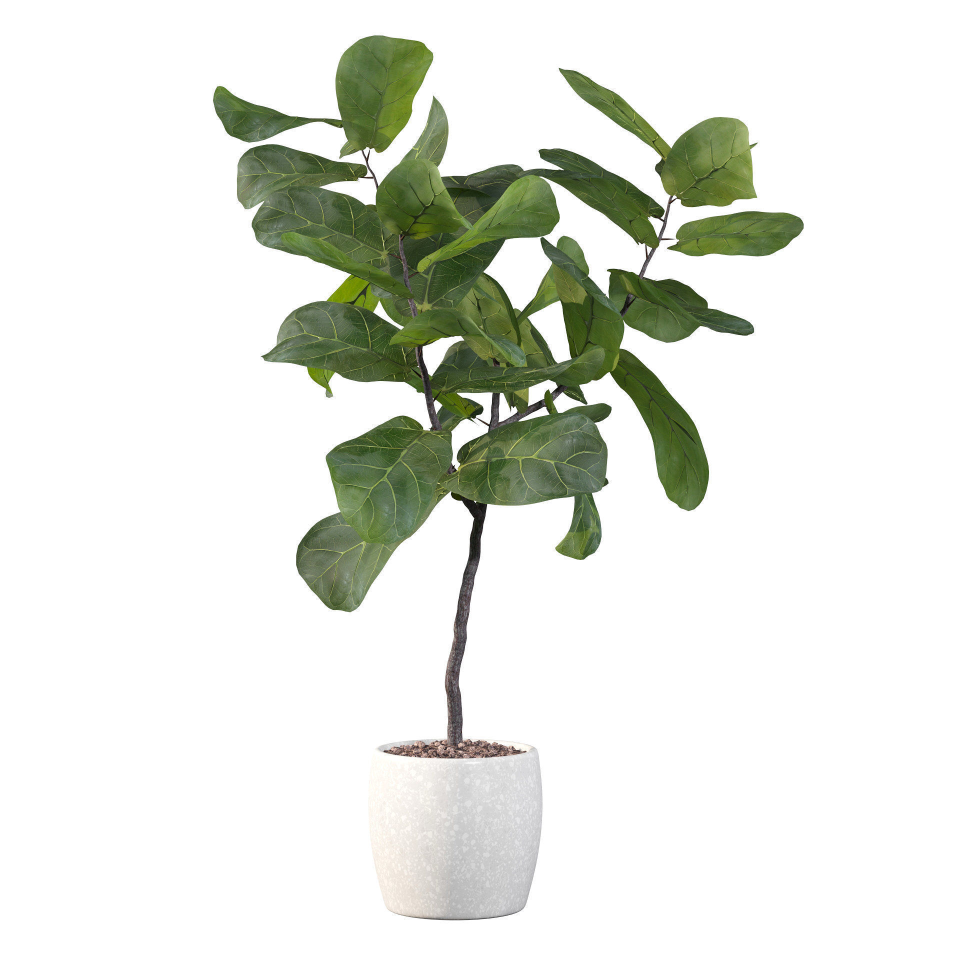 Ficus lyrata in terrazio pot 3D model_53
