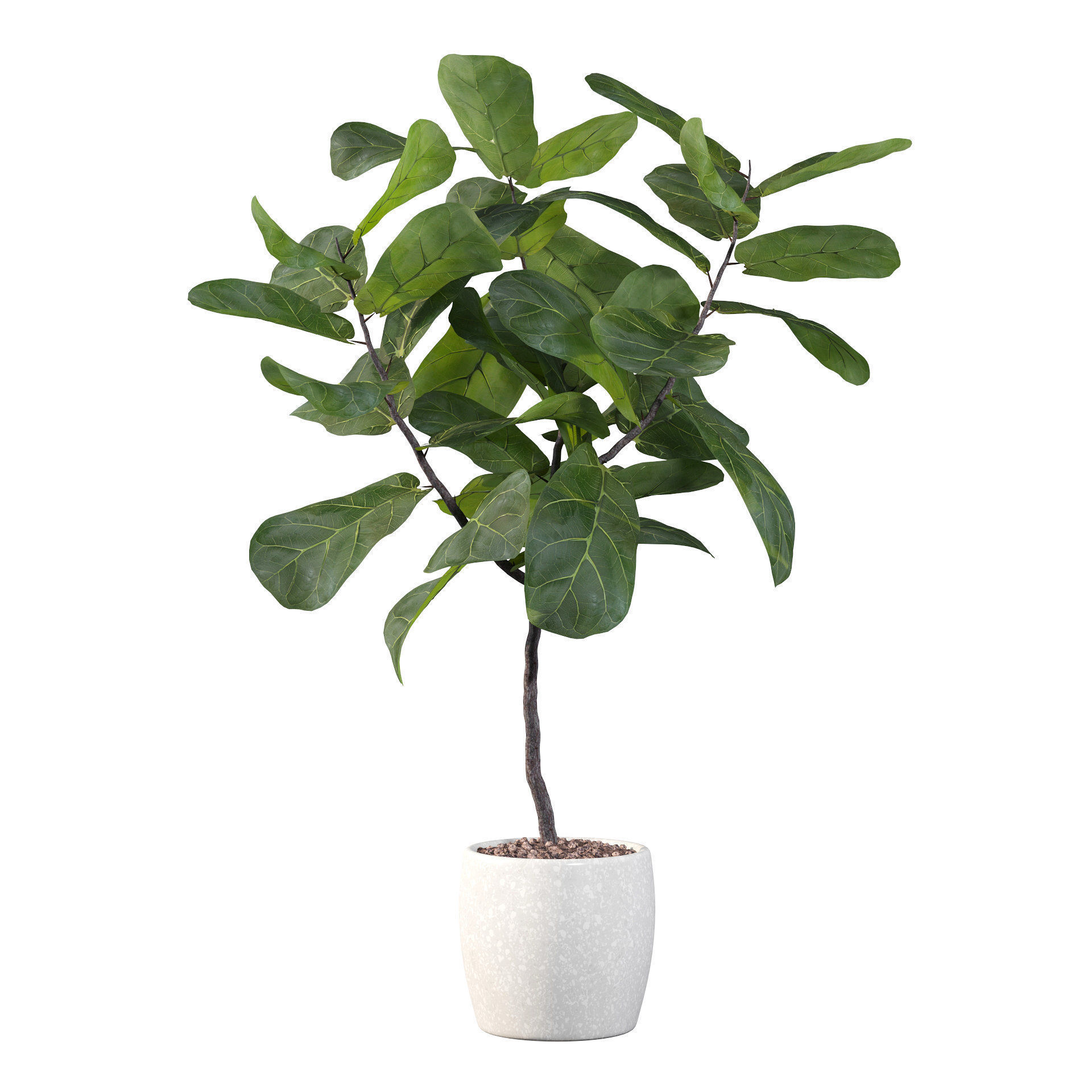 Ficus lyrata in terrazio pot 3D model_7