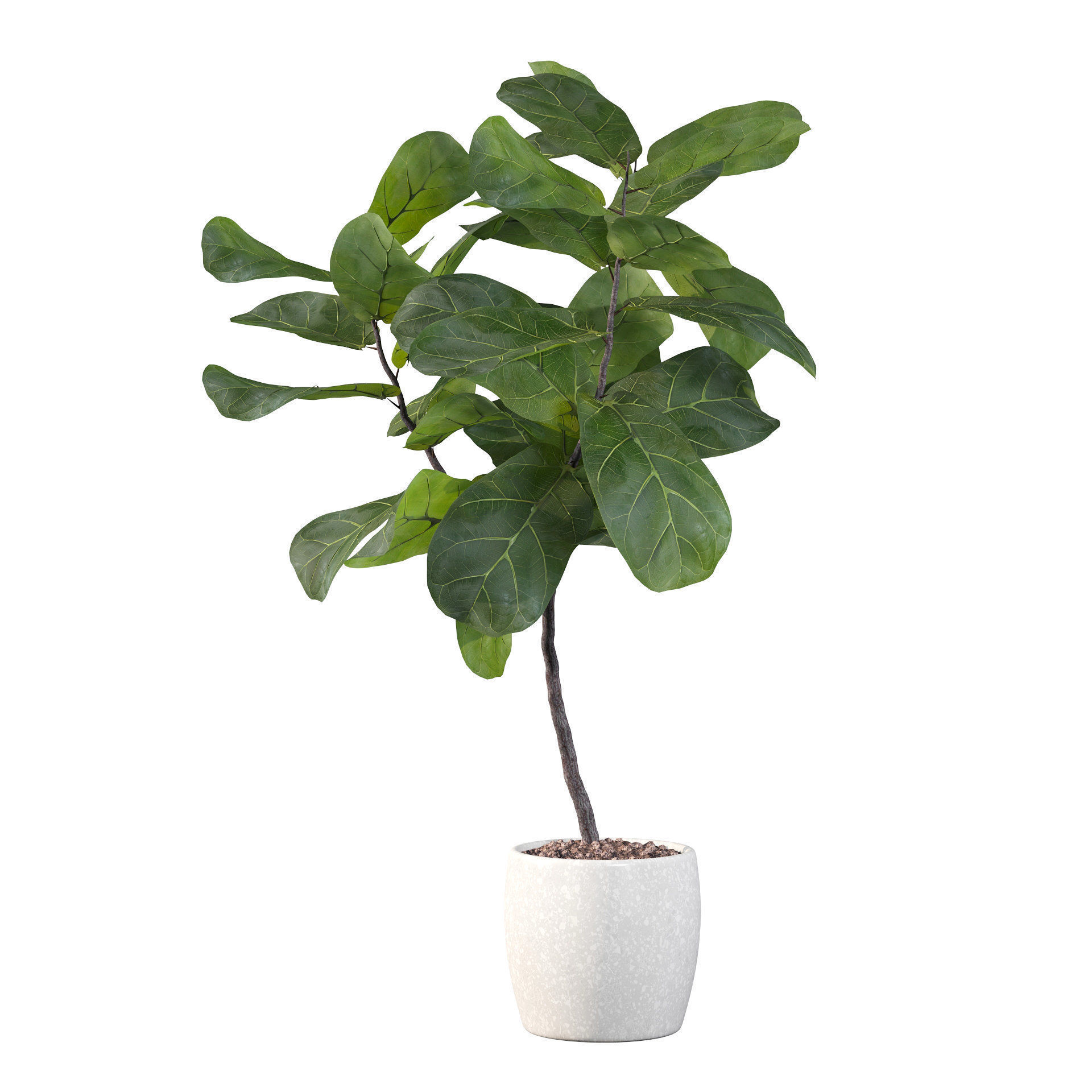 Ficus lyrata in terrazio pot 3D model_35